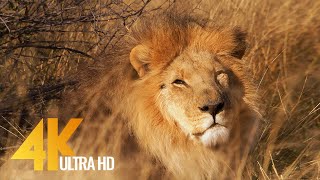 Lions in 4K 10 bit color  African Wild Animals  5 HRS [upl. by Nedgo490]