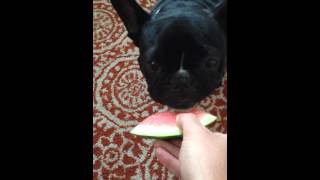 French Bulldog eating watermelon [upl. by Nika276]