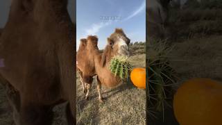 How do Camels eat Cactus 🐫🌵 [upl. by Colyer]