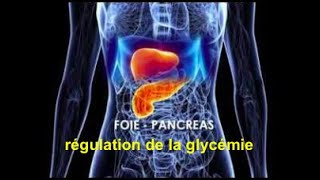 vidéo N°3 TST2S Le foie et le pancréas dans la régulation de la glycémie 30 septembre 2020 [upl. by Kushner959]