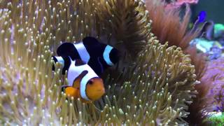 Clownfish Hosting in Toadstool Leather Coral [upl. by Ramor]