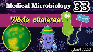 vibrio cholerae شرح الشغل العملي [upl. by Jehiel]