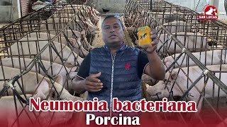 Neumonía bacteriana en cerdos  Síntomas y tratamiento  Granja San Lucas [upl. by Brookner]