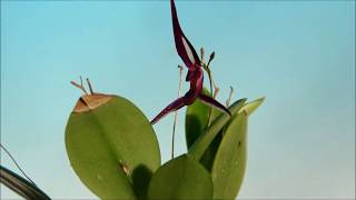 Pleurothallis mystax orchid [upl. by Bastien]