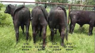 Registered Brangus Bulls for Sale by Happy R Ranch in Texas [upl. by Buckler]