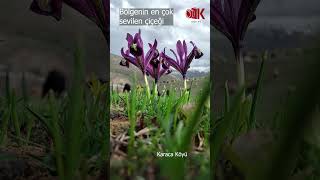 ZambakGulsosin shortvideo flowers ilkbahar bahar koyun morkoyun [upl. by Ai]