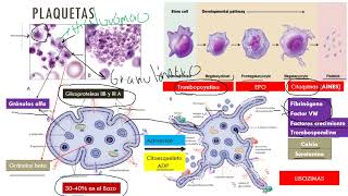 Plaquetas y coagulación en medicina veterinaria [upl. by Idnor]