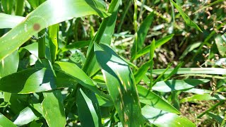 Reportan por primera vez la presencia de Pyricularia oryzae en una maleza junto a arrozales [upl. by Arielle]