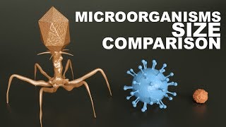 MICROORGANISMS Size Comparison  3D [upl. by Nosidda141]