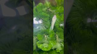 Bettas Fish amp Cabomba Plants [upl. by Agosto687]