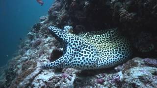 Yawning Moray [upl. by Cirda]