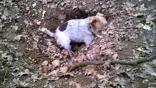 Wire Fox Terrier find the FOX hole warning terrible scenes [upl. by Diann]