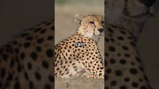 Unbelievable Cheetah Speed Explained in 60 Seconds [upl. by Fortin312]