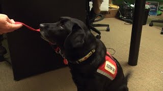 Dog Trained to Help Veterans Visits Boston Herald [upl. by Oreste]