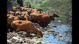 Water Pollution Documentary [upl. by Iaoh1]