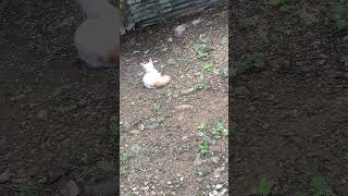 Another Cat In My Home ❤️❤️❤️ youtubeshorts animallover shorts viralvideo [upl. by Debera]