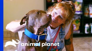 Vets Save Dog With Gunshot Wound Then Adopts Him  Pit Bulls amp Parolees [upl. by Perr]