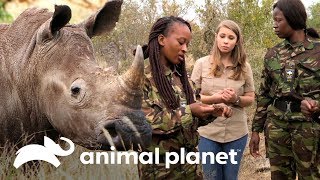 O trabalho das Black Mambas para proteger rinocerontes  A Família Irwin  Animal Planet Brasil [upl. by Llenyar]