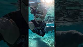 Manatee incoming It’s Nov 15th and officially Manatee Season here in Florida manatee gopro [upl. by Morice977]