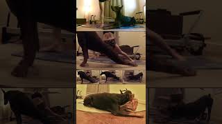 Doberman Pinscher Dog Yoga YogaDogs InternationalYogaDay shorts DobermanPinscher RedDoberman [upl. by Eimmit]