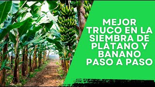 MEJOR TRUCO EN LA SIEMBRA DE PLÁTANO Y BANANO PASO A PASO [upl. by Pillihpnhoj]