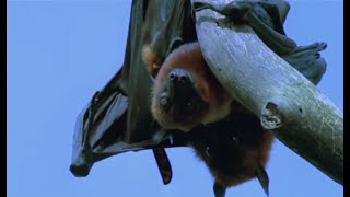 Mating Fruit Bats  Wild Indonesia  BBC Earth [upl. by Nirret]