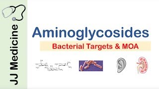 Aminoglycosides  Bacterial Targets Mechanism of Action Side Effects [upl. by Ricky]