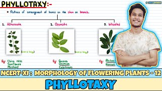 Morphology of Flowering Plants Lec 12 Phyllotaxy Class 11 NEET Neetology [upl. by Nosna114]