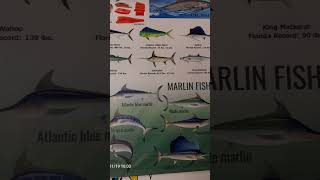 Marlin fish [upl. by Ahsaeym]