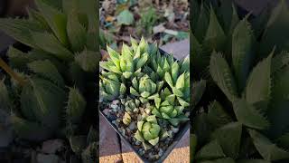 Haworthia seedlings 1 Year 5 Months Update haworthia succulents [upl. by Boor]