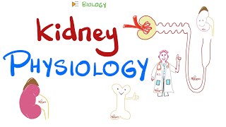 Kidney Physiology HighYields  Quick Review [upl. by Aynat]