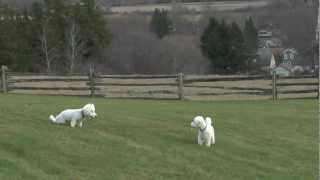 Bichon Frise Running amp Playing Carelessly Having Fun on a Lawn Puppy 6 months amp Dog [upl. by Foah]