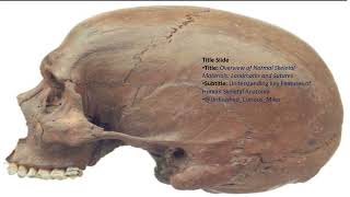 Exploring Norma Lateralis The Lateral View of the Human Skull [upl. by Broida]