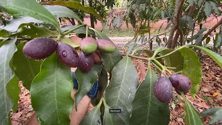 Growing Chinese olives in Thailand [upl. by Sager98]