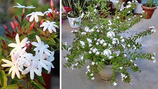 GROW This Jasmine URGENTLY For Winter Flowers  Kunda Downy Jasmine Plant CARE 101 [upl. by Ttirrej937]