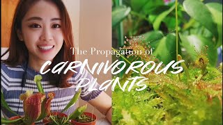 Carnivorous Plants Propagation  Indoor Garden Plants Care [upl. by Yemorej]