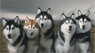 EL LENGUAJE UNICO DE LOS PERROS HUSKYS SIBERIANOS [upl. by Ern]