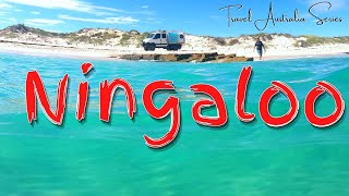 Beach Camping at Ningaloo 14 Mile and Winderabandi  Snorkelling Coral Bay  Travel Australia Vlog [upl. by Gwennie]