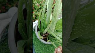 Aloevera plants Growing tips garden indoorplants shortsaloevera [upl. by Klement]