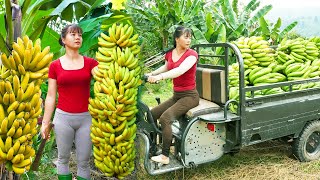 Use 3wheeled Vehicle Harvesting A Lots Of Banana Goes To Countryside Market Sell  Farm Life [upl. by Addiel12]