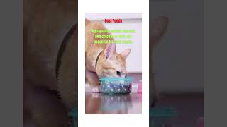 THE INTERESTING NATURE OF CAT Best Foods SHORTS [upl. by Harleigh]