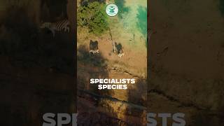 Specialist Species What Makes the Giant Panda Unique 🐼 pandafacts nature wildlife nature [upl. by Omrelliug]