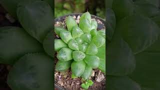 Haworthia Cooperi [upl. by Aihsemak]