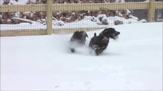 Boykin Spaniel  Fun in the Snow [upl. by Atiluj]