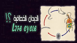 دورة حياة الديدان الخطافية  Hook worms life cycle [upl. by Cherian524]