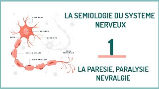 EPISODE 1 La sémiologie neurologique la parésie paralysie névralgie [upl. by Sibylla]