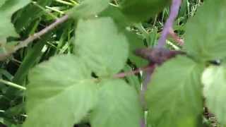 How to Start Black Raspberry Plants for FREE [upl. by Dara576]