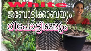 Jaboticaba plant repotting ബ്രസീലിയൻ മരമുന്തിരി [upl. by Resee355]