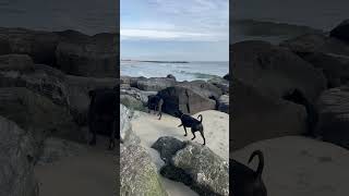 Mac and Almi check out the jetty rocks rescuedogs blackdogs [upl. by Jola]