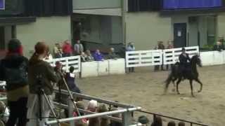 Wisconsin Futurity Horse Show 2014  quotKiss My Cuervoquot [upl. by Dulcinea]